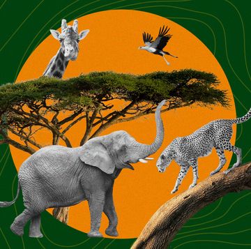 african safari illustration