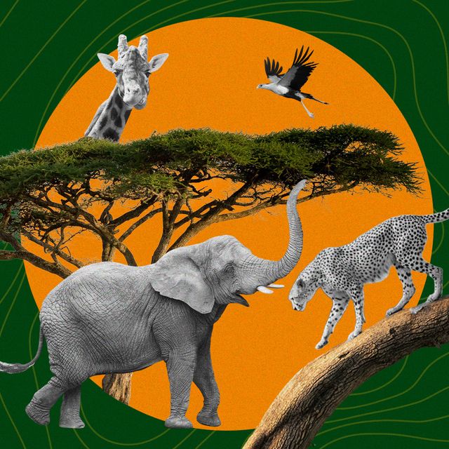 a writer recants their african safari