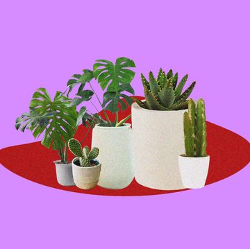 collection of potted plants